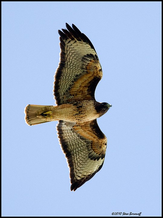 _0SB0059 red-tailed hawk.jpg
